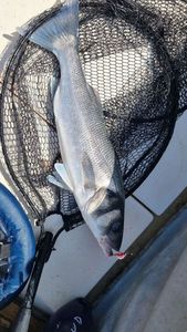 European Bass (Seabass)