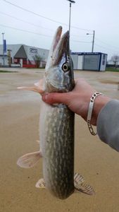 Northern Pike