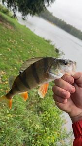 European Perch
