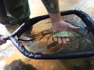 Brown Trout