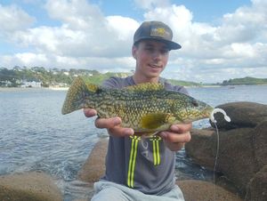 Ballan Wrasse