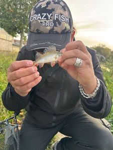 European Perch