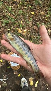 Brown Trout