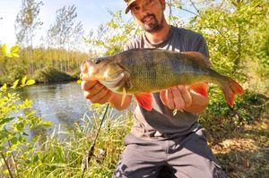 European Perch