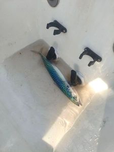 Mackerel