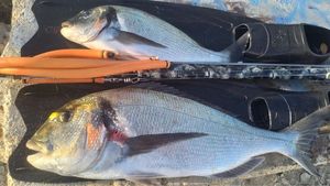 Gilthead Seabream
