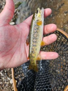 Brown Trout