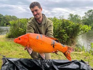Koï Fish