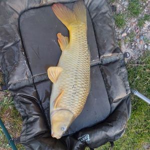 Common Carp