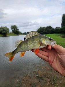 European Perch