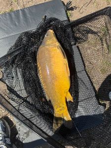 Mirror Carp