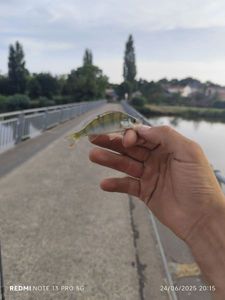 European Perch