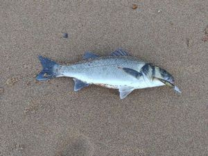 European Bass (Seabass)