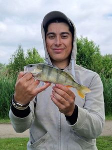 European Perch