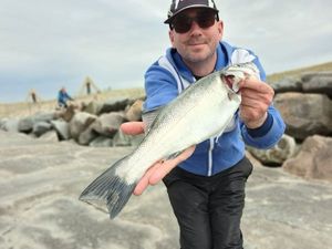 European Bass (Seabass)