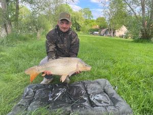 Common Carp