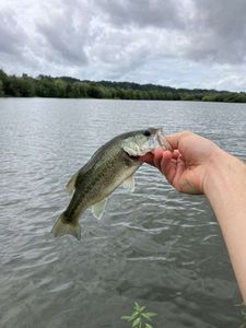Largemouth Bass