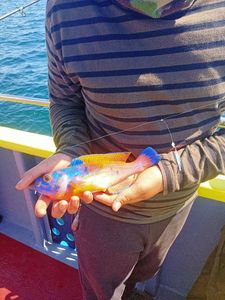 Cuckoo Wrasse