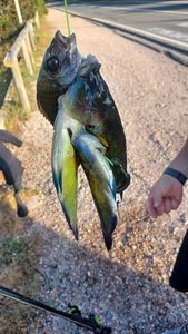 Axillary Wrasse