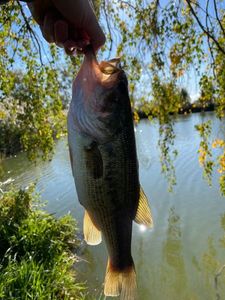 Largemouth Bass