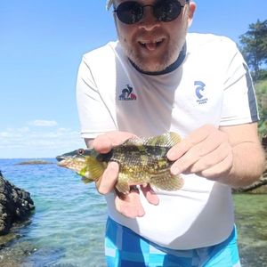 Ballan Wrasse