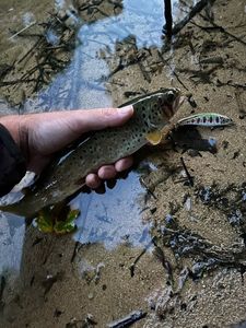 Brown Trout