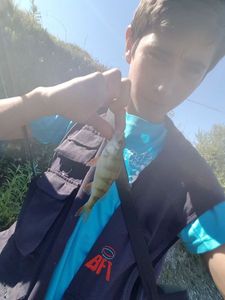 European Perch