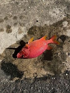 Pinecone Soldierfish