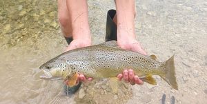 Brown Trout