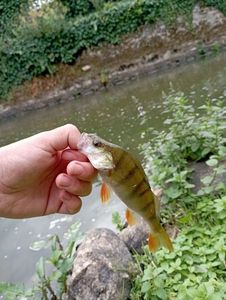 European Perch