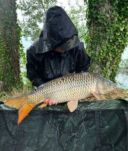 Common Carp