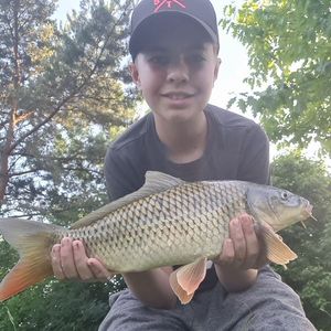 Common Carp