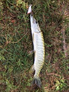 Northern Pike