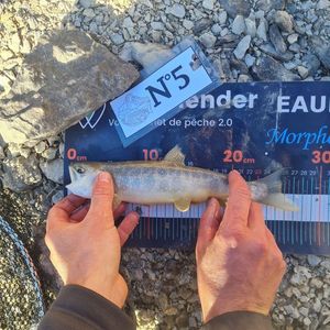 Arctic Char