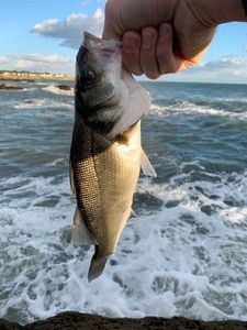 European Bass (Seabass)