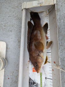 Ballan Wrasse