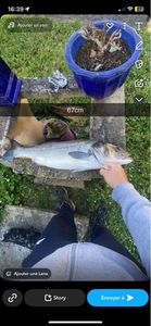 European Bass (Seabass)