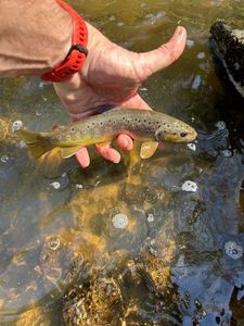 Brown Trout