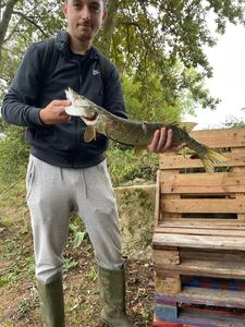 Northern Pike