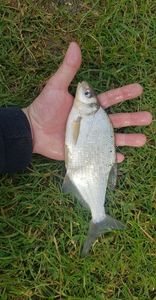 Common Bream