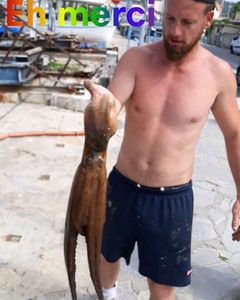 Common Octopus
