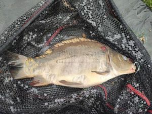 Leather Carp