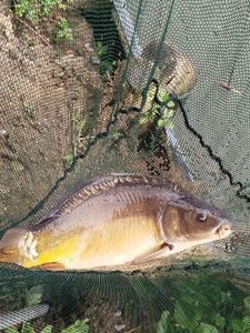 Grass Carp