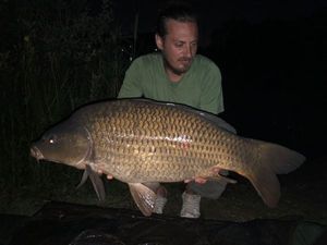 Common Carp