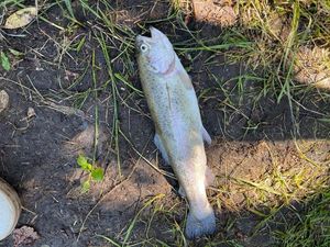 Lake Trout
