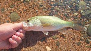Largemouth Bass