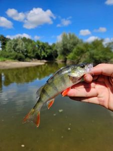 European Perch