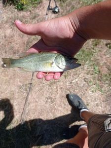 Largemouth Bass