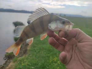 European Perch