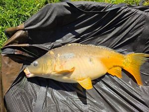 Mirror Carp